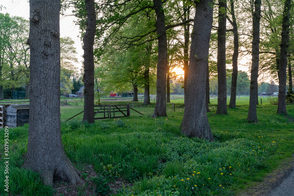 Fence between trees in The Netherlands Fence between trees in The Netherlands