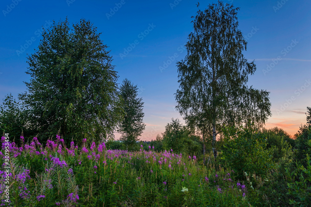 Sunset in summer field