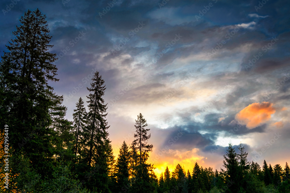 Summer landscape in the forest against the backdrop of a beautiful sunset.