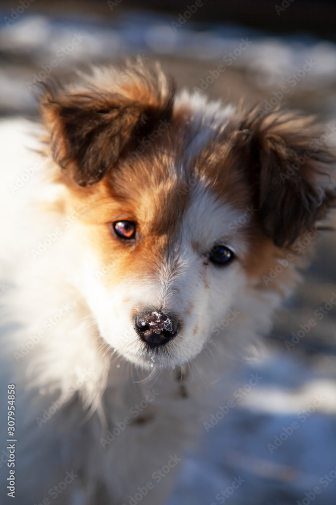 white little sad dog, waiting for his master, a faithful friend of the dog. white little sad dog, waiting for his master, a faithful friend of the dog.