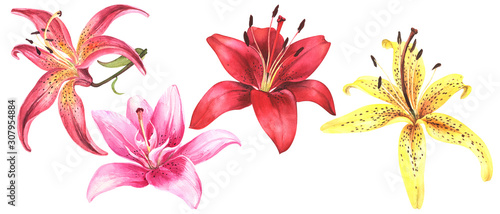 Elegant lilies, red yellow orange pink lily flowers on an isolated white background, watercolor flower, stock illustration, big collection, set.