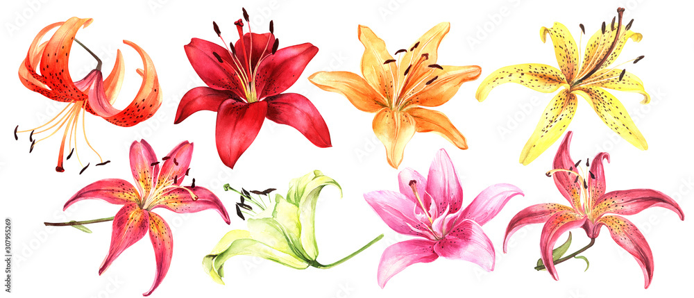Obraz Elegant lilies, red yellow orange pink lily flowers on an isolated white background, watercolor flower, stock illustration, big collection, set.
