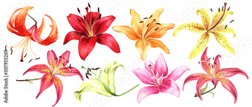 Obraz na płótnie Elegant lilies, red yellow orange pink lily flowers on an isolated white background, watercolor flower, stock illustration, big collection, set.