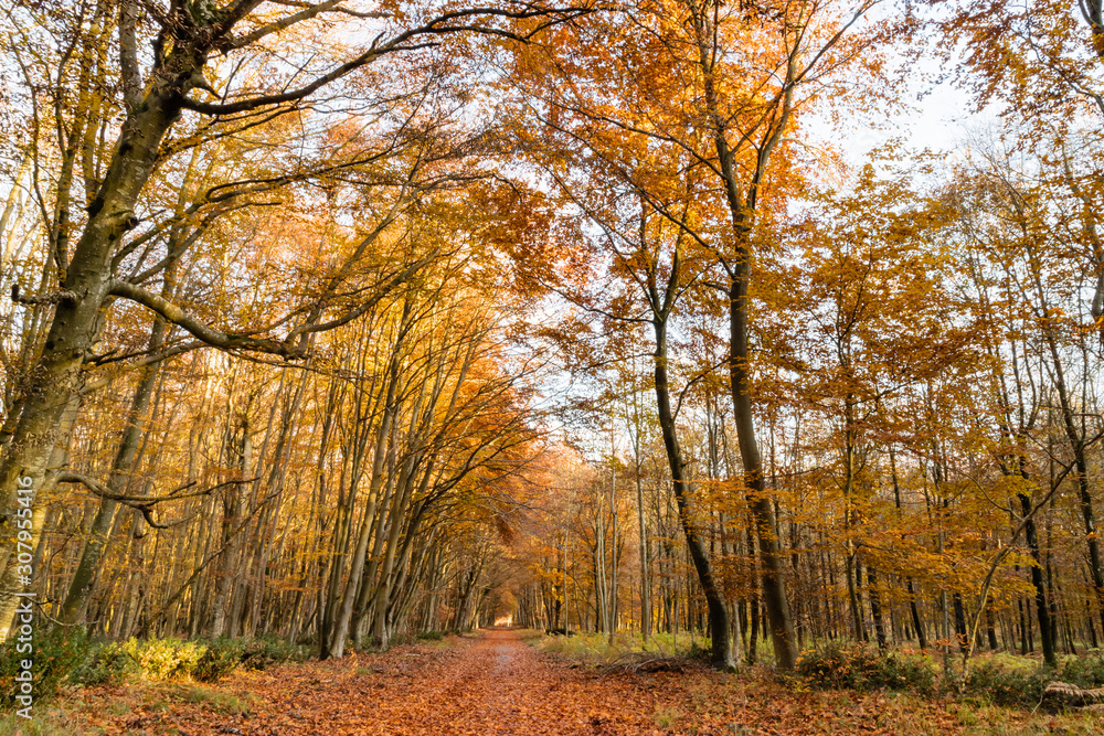 Fototapeta premium Nature walking during Autumn at the Fontainebleau Forest