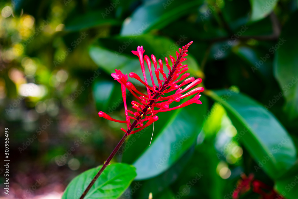 Singapore - January 5 2019: A red flower in Singapore Singapore - January 5 2019: A red flower in Singapore