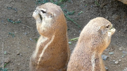 close up of a meerkat