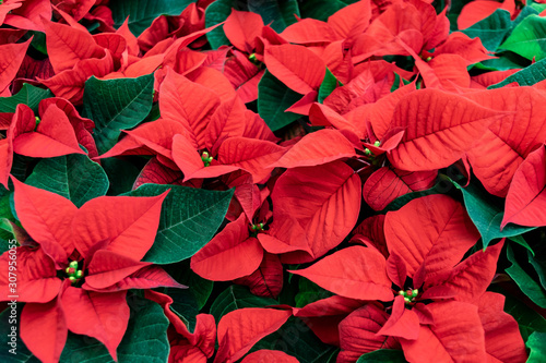 Red poinsettia Christmas background. Flowers Christmas star close-up. Traditional Xmas winter festive flowers. 