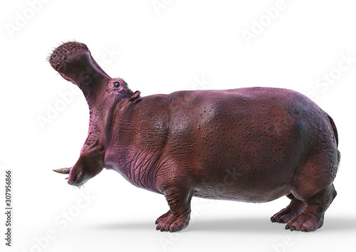 hippopotamus in white background photo