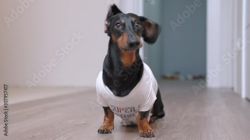 Cute dachshund dog in a white T-shirt with sitting on the floor looks up at the owner, barks and runs away. photo