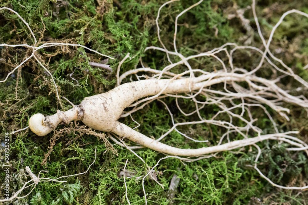 Wild cultivated Fresh Ginseng isolated. Wild cultivated Fresh Ginseng isolated.
