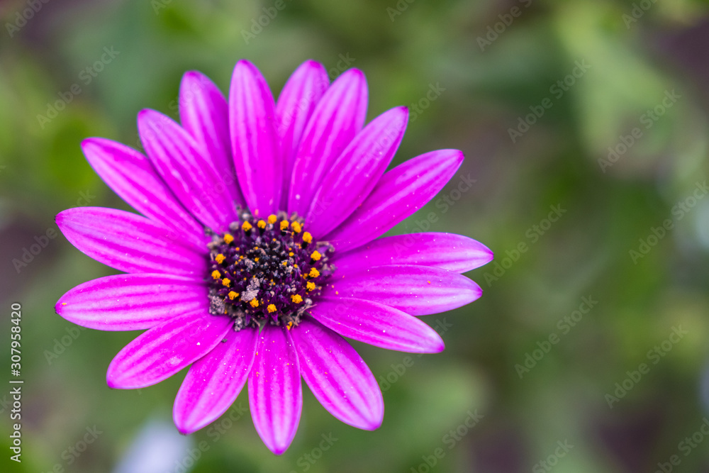Close up view of a magenta Osteospermum Close up view of a magenta Osteospermum