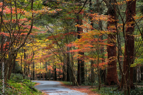 Autumn-color forest road in Japan