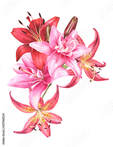Elegant lily bouquet ,red white pink lilies on an isolated white background, watercolor stock illustration.