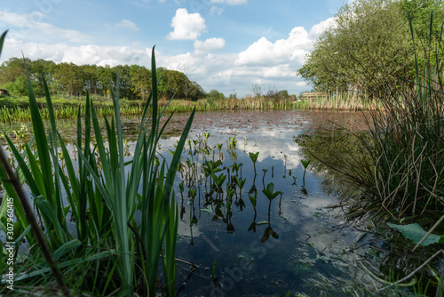 Nature pool in Loenen, The Netherlands.