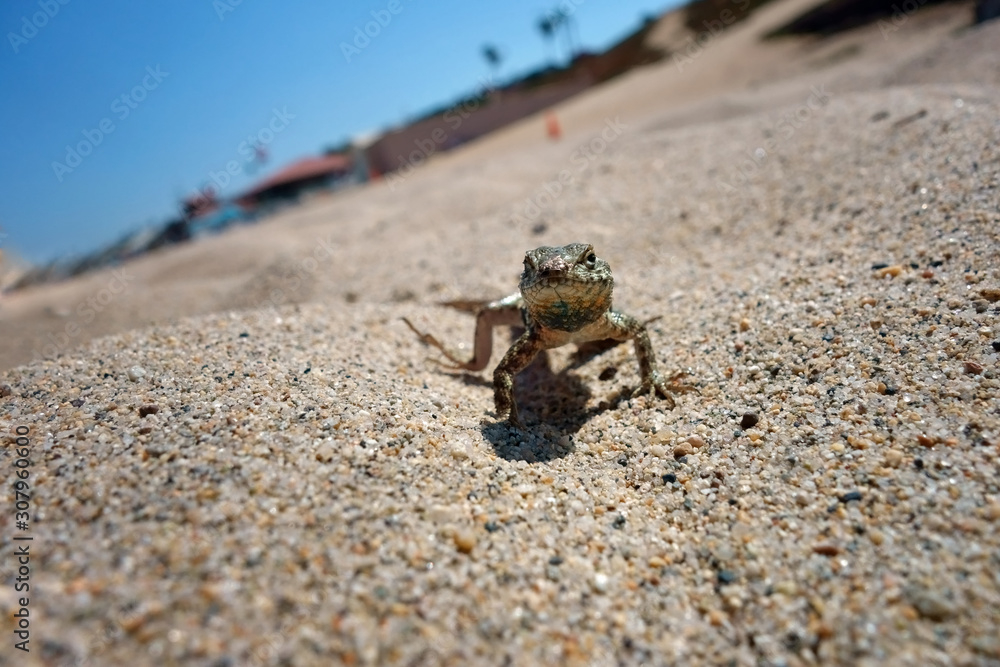 Fototapeta premium A friendly lizard at the beach,