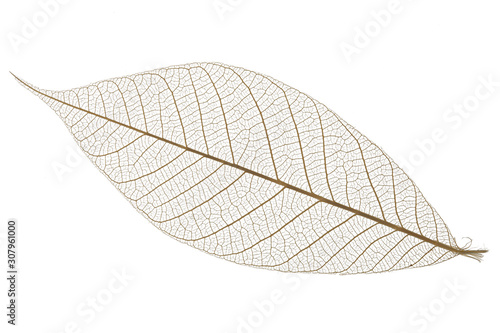 Obraz na płótnie Single skeleton leaf isolated on white background w salonie