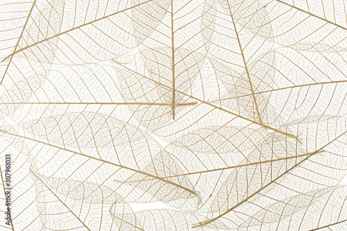 Background from skeletonized leaves isolated on white