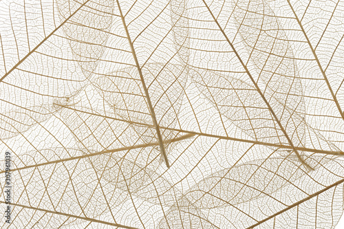 Background from skeletonized leaves isolated on white © kostiuchenko