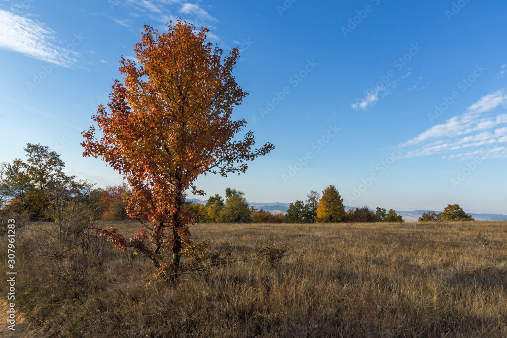 Fototapeta premium Autumn landscape of Cherna Gora mountain, Bulgaria
