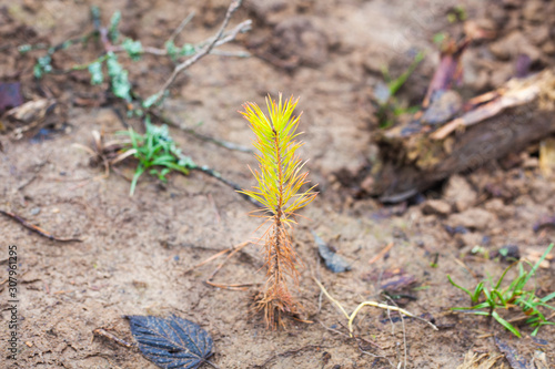 Wallpaper Mural Pine sprout planted in the ground. Torontodigital.ca
