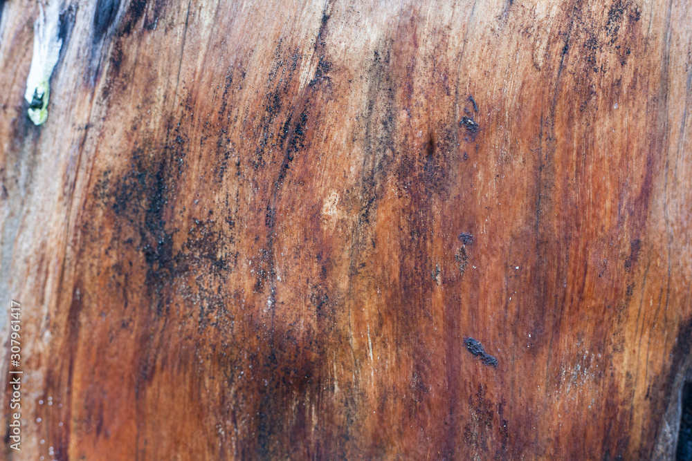 Naklejka premium Wood texture. Wet tree without bark.