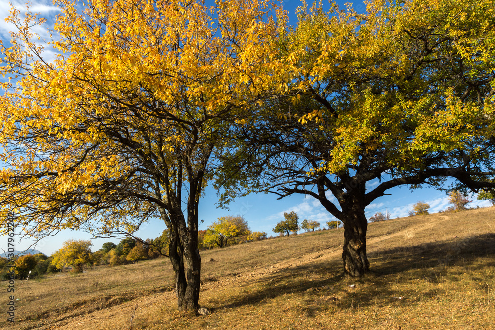 Fototapeta premium Autumn landscape of Cherna Gora mountain, Bulgaria