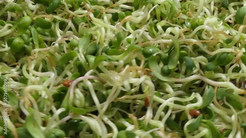 Rotate shot of lucerne alfalfa sprouts. Rotate shot of lucerne alfalfa sprouts.