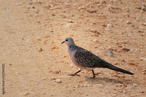 Spotted Dove (Spilopelia chinensis), Udawalawe National Park, Sri Lanka