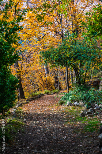 Autumnal path in a park