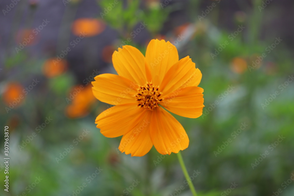 Yellow garden Yellow garden