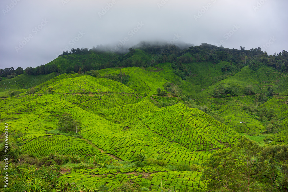 Misty morning view at tea plantation Cameron highlands, Malaysia.