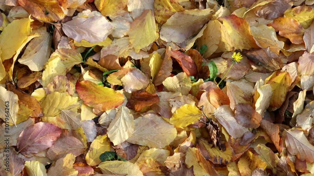 Golden foliage in autumn sunny forest zoom out. Golden foliage in autumn sunny forest zoom out.