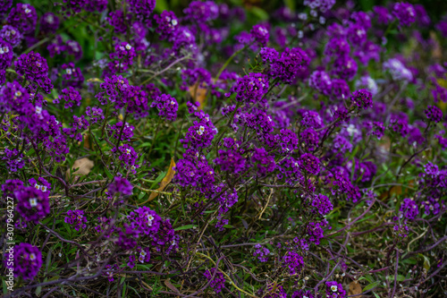 Flowers in a spring garden