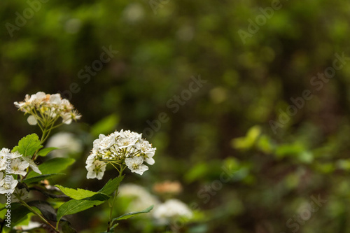 Pequena flor branca em área de vegetação verde, com insetos sob as flores. 