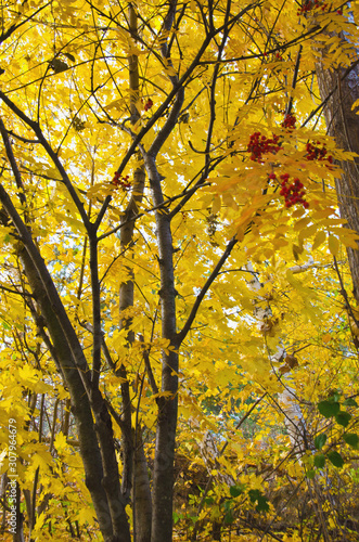 autumn mountain ash with yellow foliage selective focus