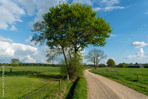 Dirt track leading through the green fields of the IJssel Valley edge with Veluwe with trees in green landscape near Loenen (The Netherlands)