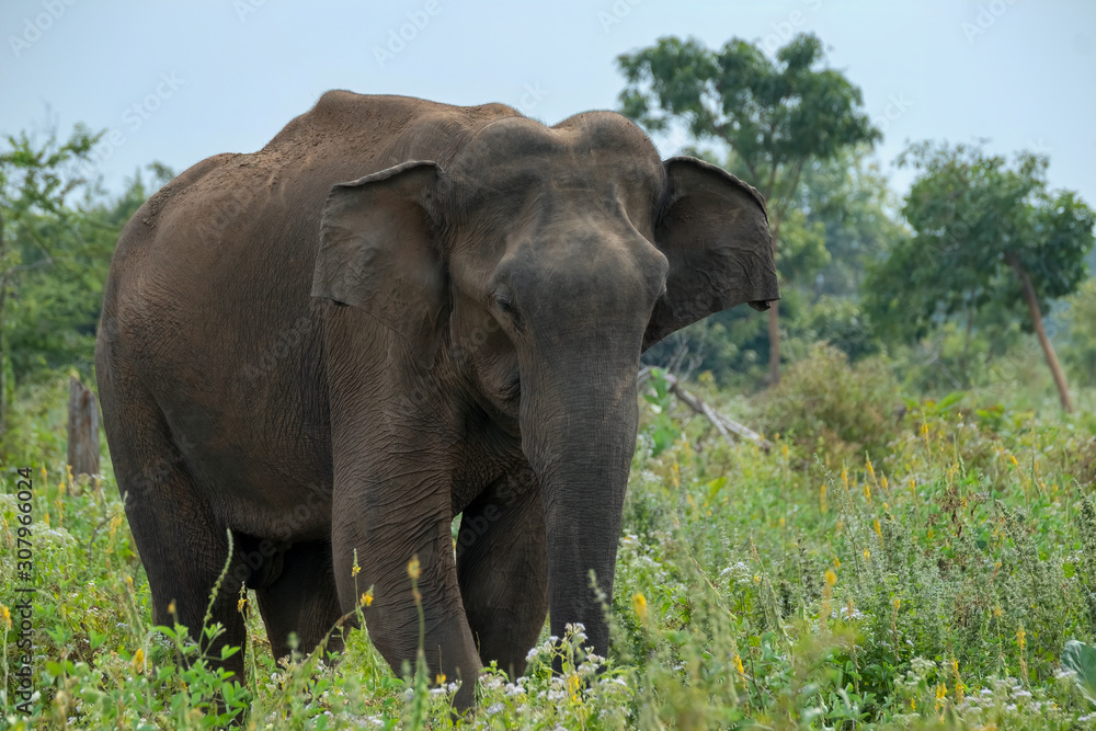 Obraz premium Asian Elephant (Elephas maximus maximus), Udawalawe National Park, Sri Lanka 