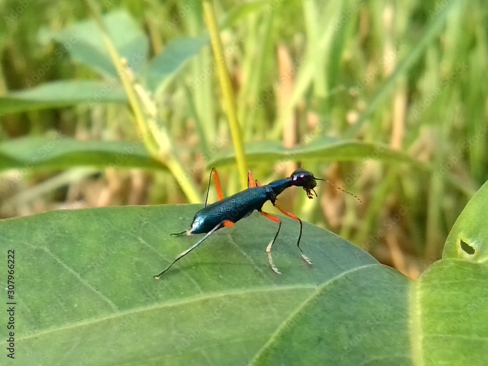 dragonfly on leaf