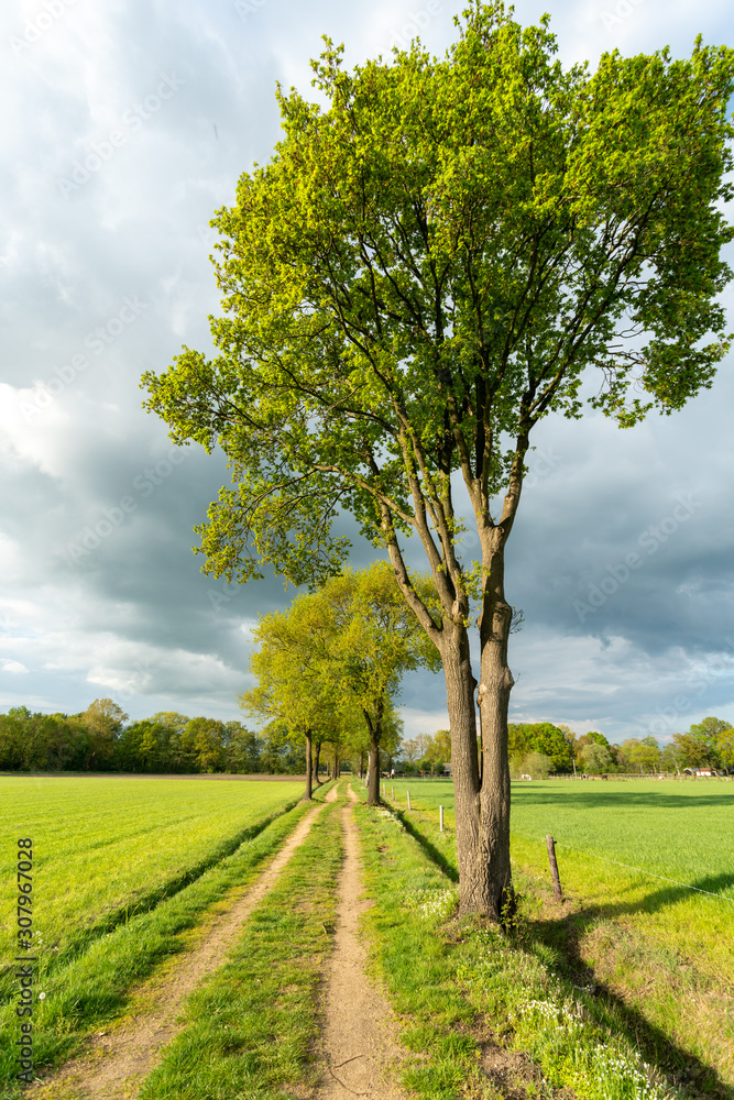 Tree lined lane near Loenen in The Netherlands