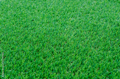 Green grass texture for background. Green lawn pattern and texture background. Close-up.