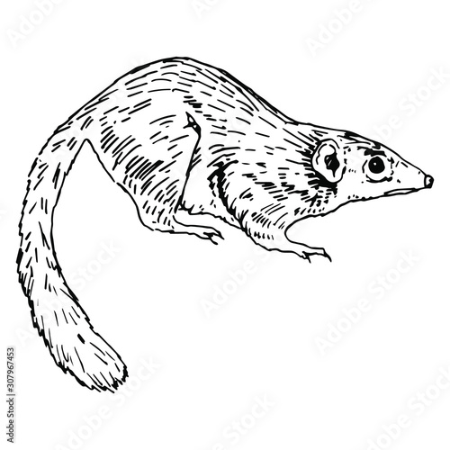  Isolated vector illustration. Common tree shrew. Tupaia glis. Hand drawn linear sketch. Black silhouette on white background.