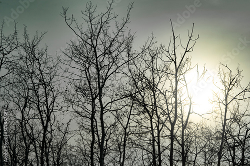 Leafless trees silhouetted against a winter sky