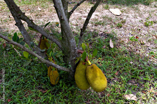 Jack fruit on tree in Vietnam