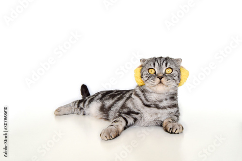 Scottish Fold cat lies in the headphones and looks funny on an isolated white background. Cat listening to music.
