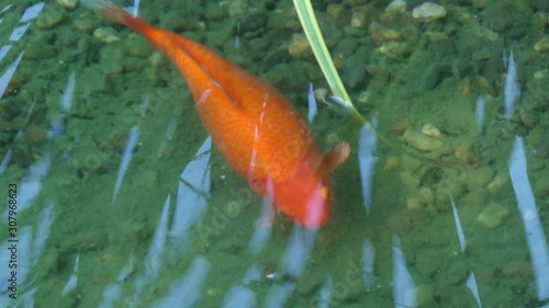 koi fish in pond