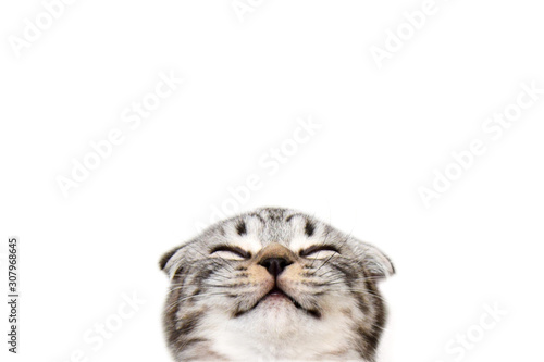 Happy smiling kitten. Isolated muzzle of a happy smiling cat with closed eyes on a white background. Portrait purebred scottish fold tabby kitten.