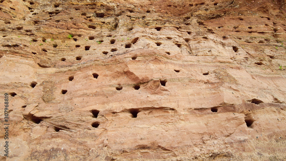 Fototapeta premium Set of nests of swifts.