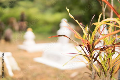 Selective focus of tree leaves and Muslim graveyard.
