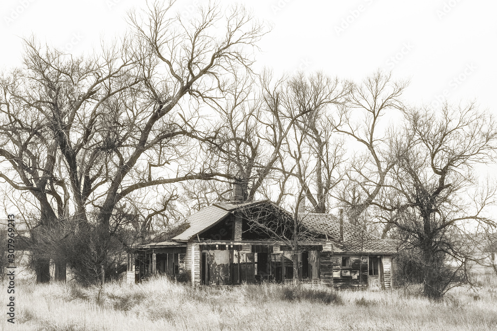 An abandoned house with exterior wall missing surrounded by tall bare trees and tall weeds in a black and white landscape An abandoned house with exterior wall missing surrounded by tall bare trees and tall weeds in a black and white landscape