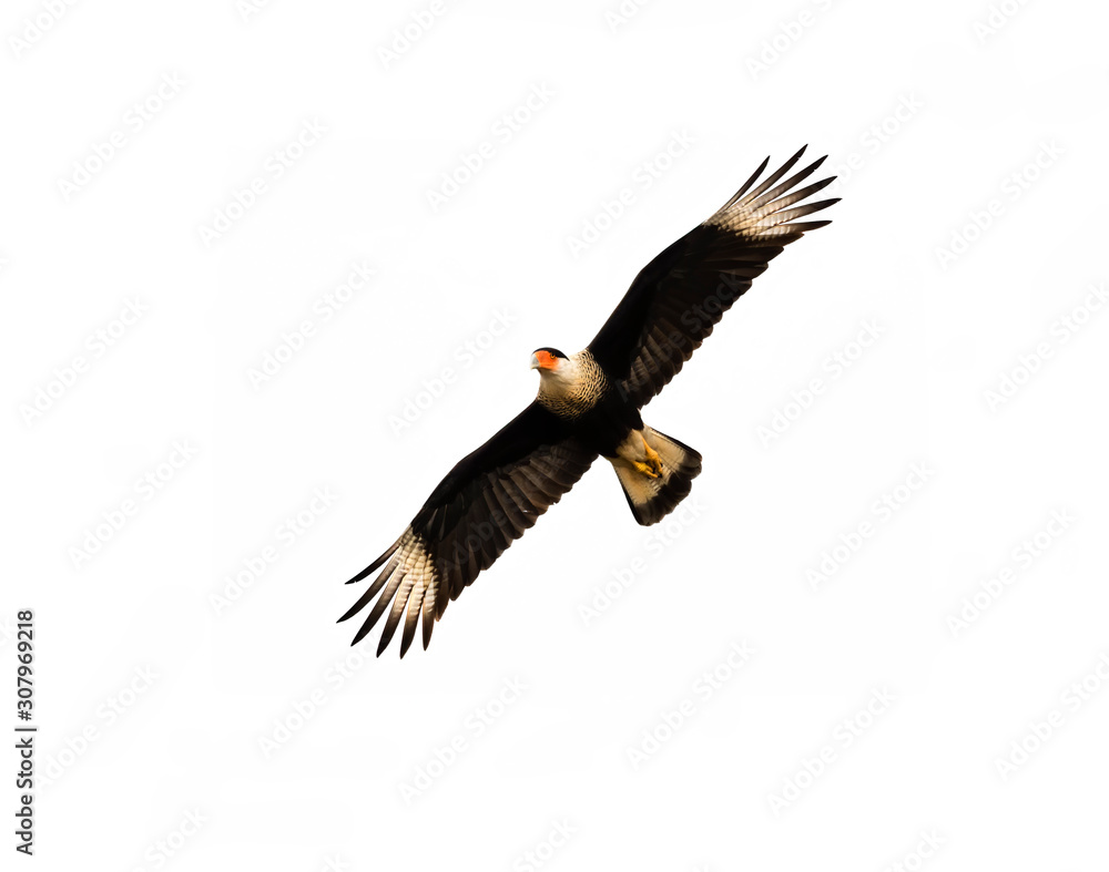 Obraz premium Northern crested caracara (Caracara cheriway) in flight isolated on white background